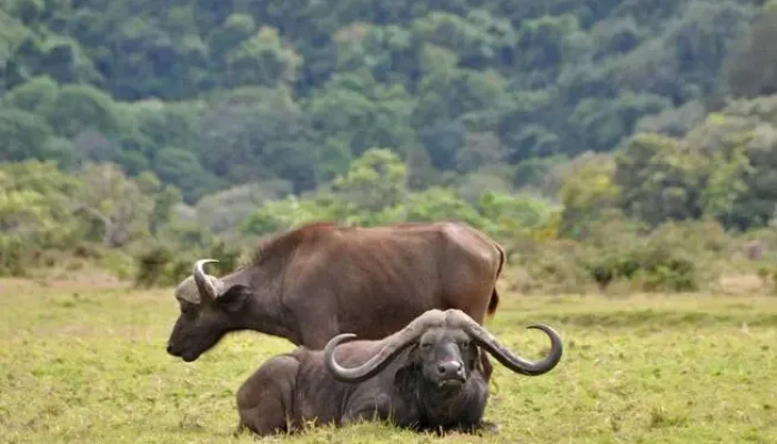 Buffalos resting peacefully in Arusha National Park