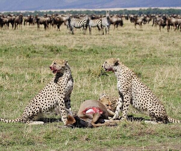 calving season migration safari in serengeti