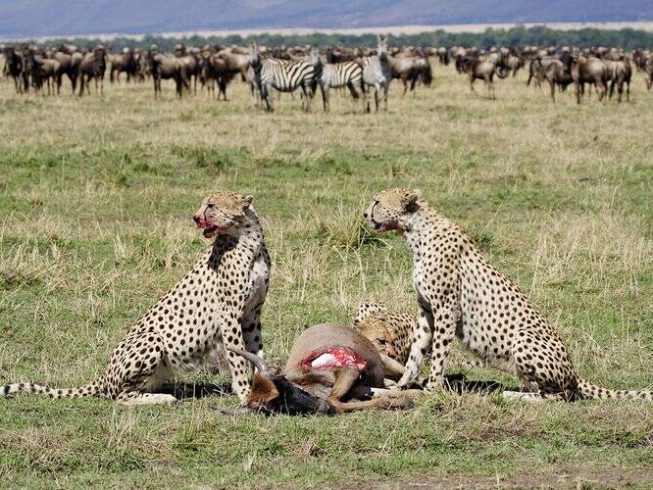 calving season migration safari in serengeti