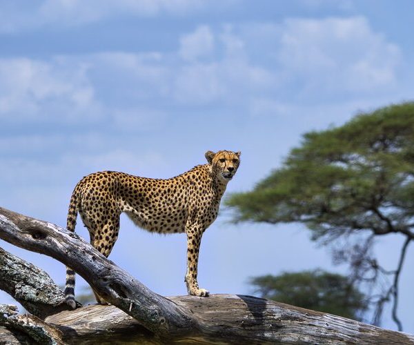 cheetah in serengeti during private guided tanzania safari