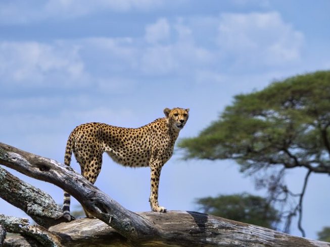 cheetah in serengeti during private guided tanzania safari