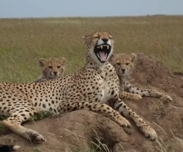 Cheetah with cubs in Ngorongoro Conservation Area
