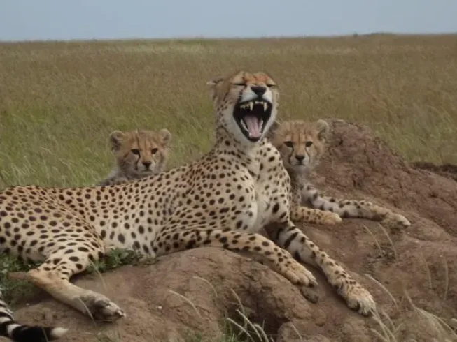 Cheetah with cubs in Ngorongoro Conservation Area