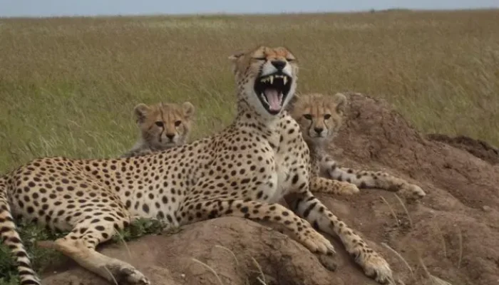 Cheetah with cubs in Ngorongoro Conservation Area