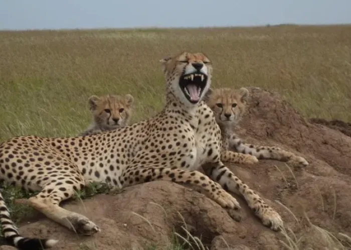 Cheetah with cubs in Ngorongoro Conservation Area