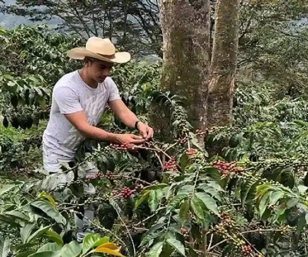 Clients harvesting coffee in Materuni Village on the Materuni Waterfalls & Coffee Tour – Cultural Day Trip from Arusha