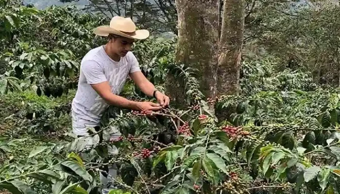 Clients harvesting coffee in Materuni Village on the Materuni Waterfalls & Coffee Tour – Cultural Day Trip from Arusha