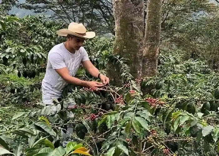 Clients harvesting coffee in Materuni Village on the Materuni Waterfalls & Coffee Tour – Cultural Day Trip from Arusha