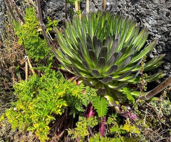 cultivation during Kilimanjaro Northern Circut Route Trek - 8 Days