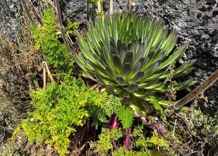 cultivation during Kilimanjaro Northern Circut Route Trek - 8 Days