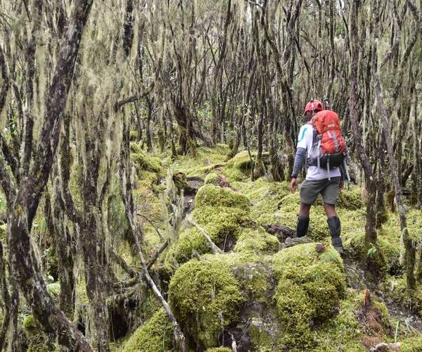 during Kilimanjaro umbwe Route Trek – 6 Days
