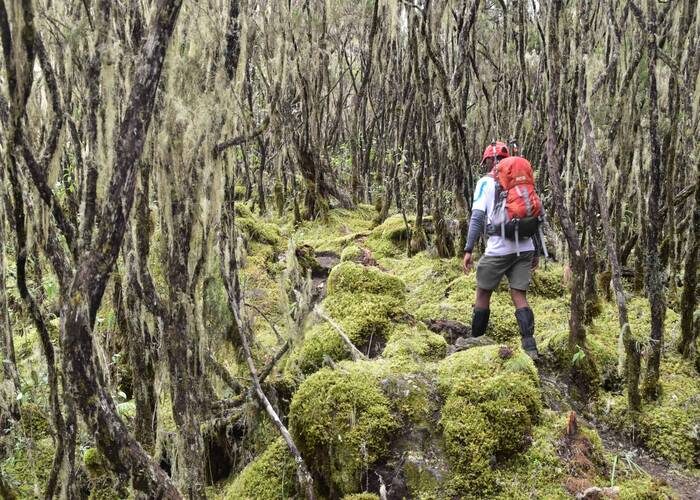 during Kilimanjaro umbwe Route Trek – 6 Days