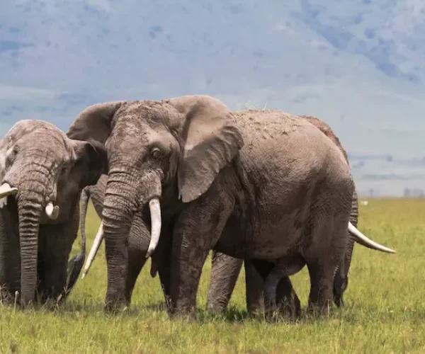 elephant in Ngorongoro Conservation Area