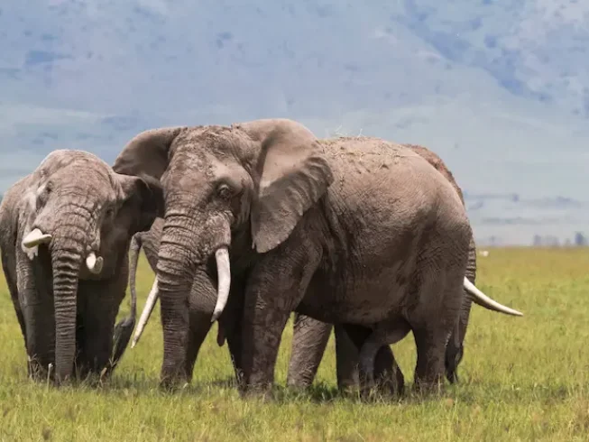 elephant in Ngorongoro Conservation Area