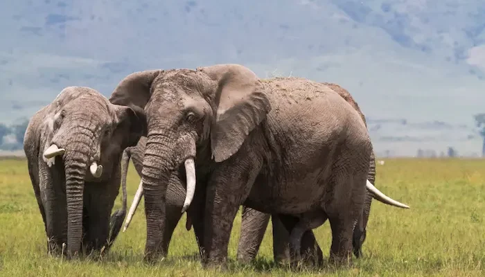 Tanzania Safari Tours