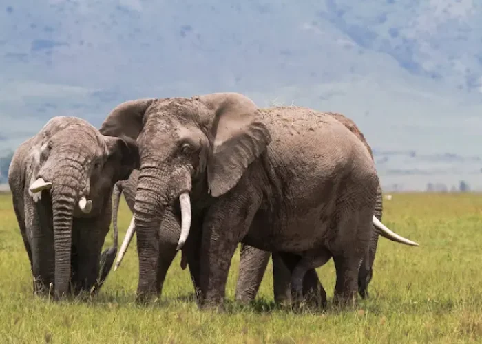 elephant in Ngorongoro Conservation Area