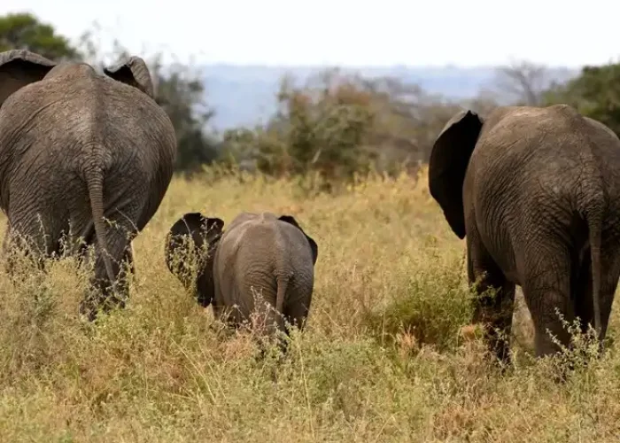 elephants hkl7