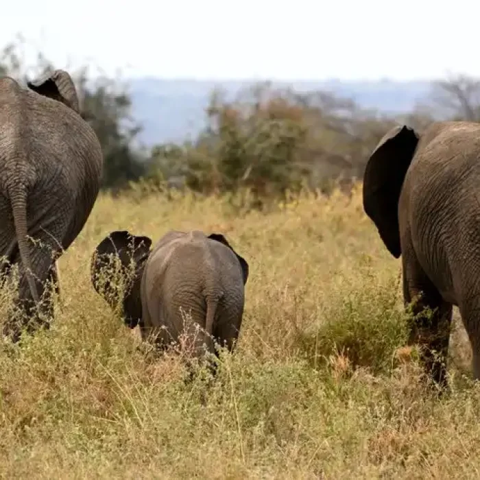 elephants hkl7