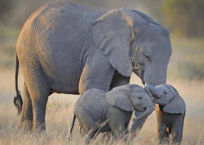 elephants in serengeti tanzania