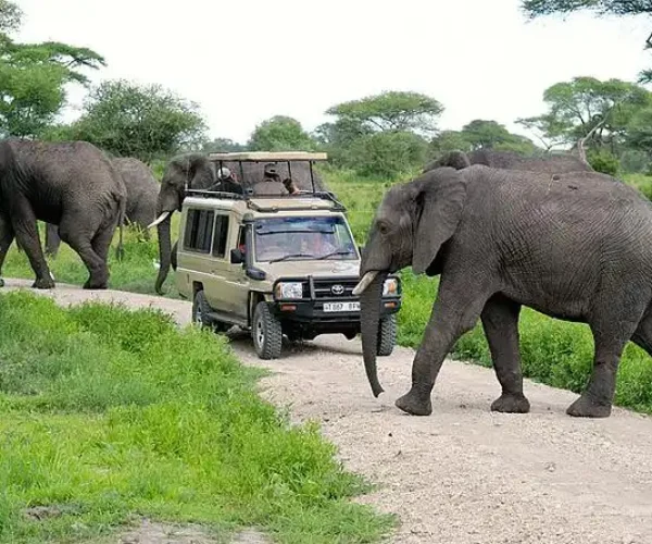 elephants in tanzania