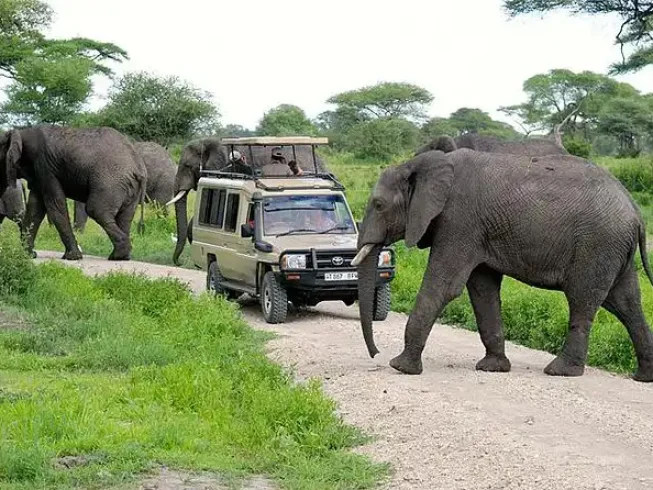 elephants in tanzania