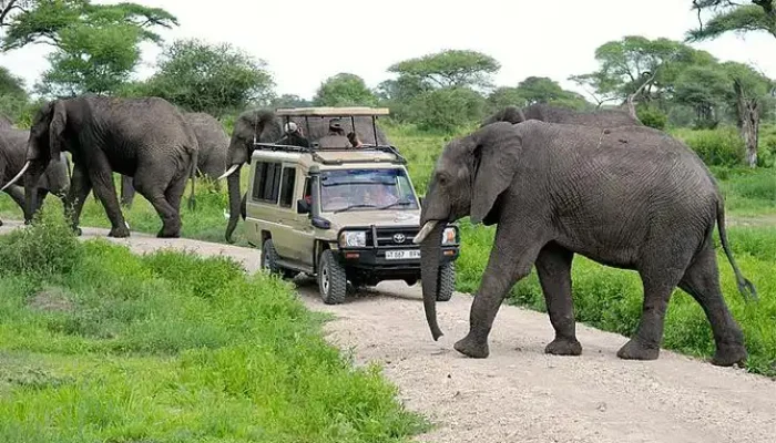 Tarangire or Lake Manyara National Park
