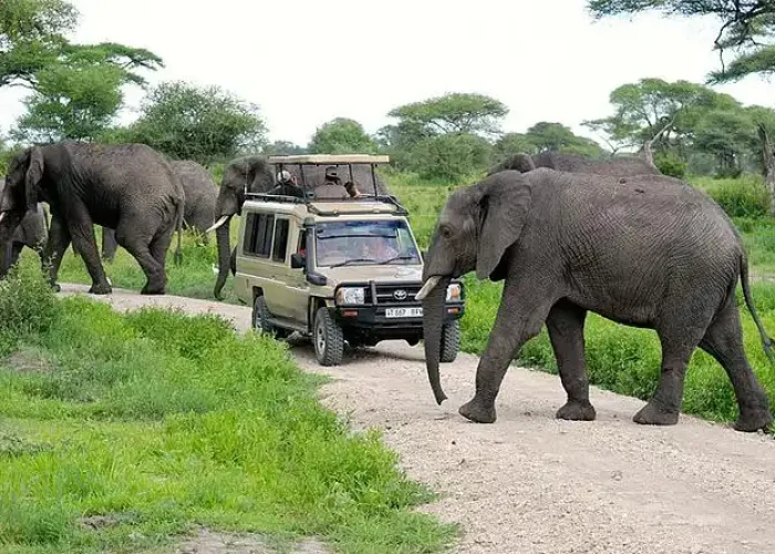 elephants in tanzania
