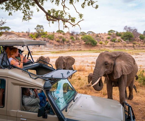 elephants in tarangire during family safari holiday in tanzania - 7 days