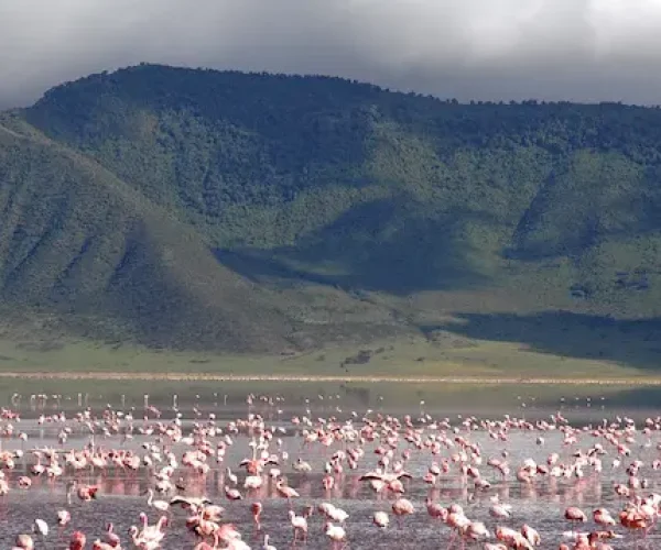 Pink flamingos at Ngorongoro Conservation Area