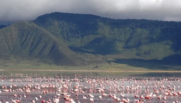 Pink flamingos at Ngorongoro Conservation Area