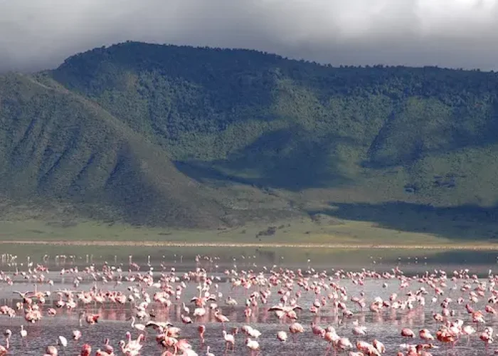 Pink flamingos at Ngorongoro Conservation Area