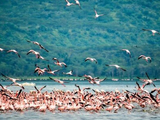 flamingos_ngorongoro crater safari 1