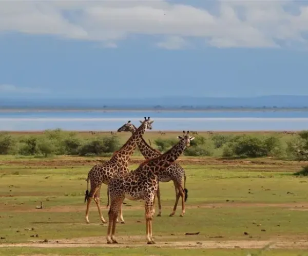 Graceful giraffes grazing at Lake Manyara National Park