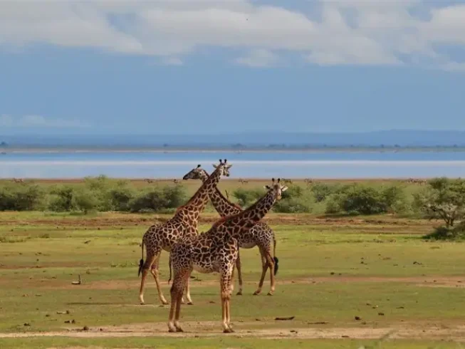 Graceful giraffes grazing at Lake Manyara National Park