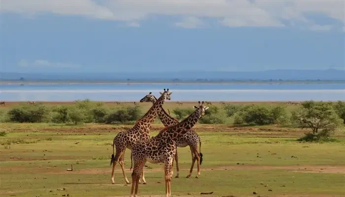 Graceful giraffes grazing at Lake Manyara National Park