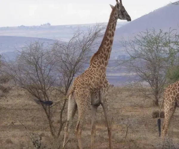 Giraffes spotted during walking tour at Olpopongi Maasai Village on Olpopongi Maasai Village Day Trip