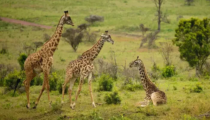 Arusha National Park Day Trip