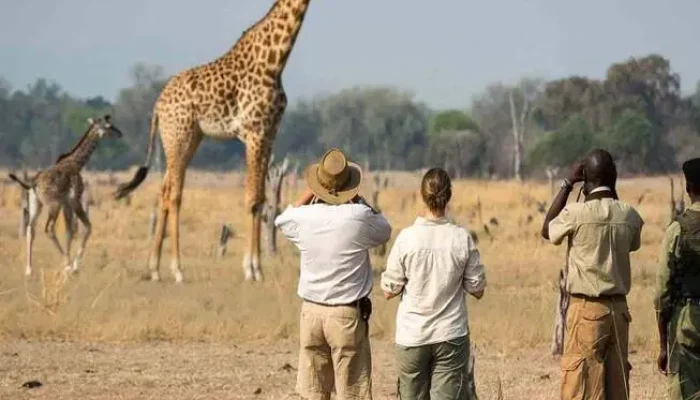 giraffes hk6
