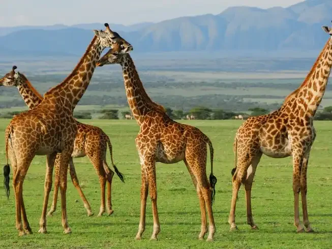 giraffes hkl1