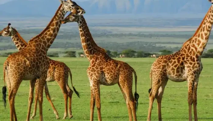 5 Day Serengeti Safari