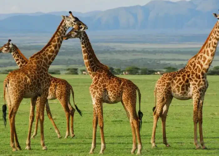 giraffes hkl1