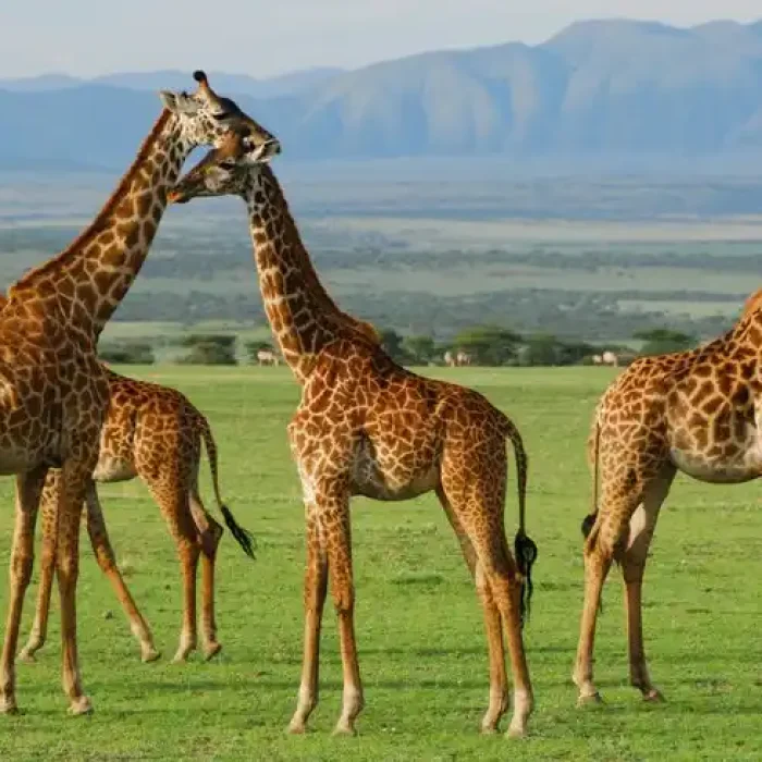 giraffes hkl1