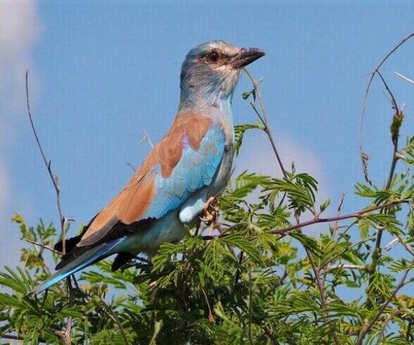 kikuletwa hotsprings bird watching-min