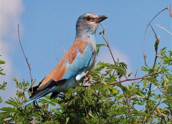 kikuletwa hotsprings bird watching-min