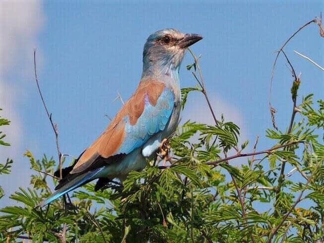 kikuletwa hotsprings bird watching-min