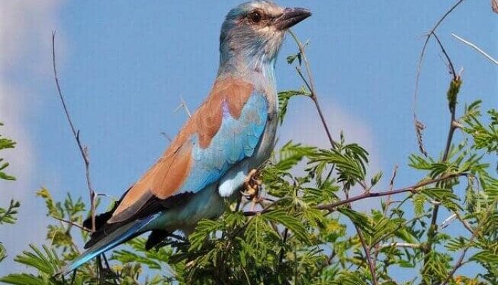 kikuletwa hotsprings bird watching-min