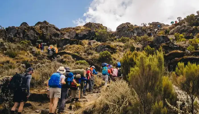 kilimanjaro hk