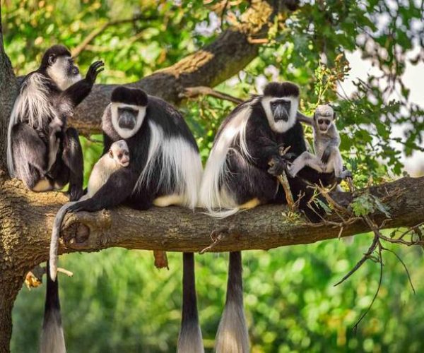 kilimanjaro national park