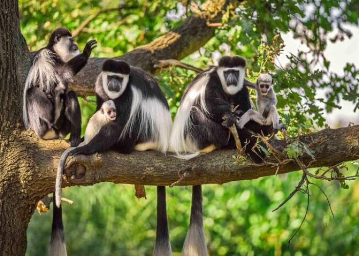 kilimanjaro national park