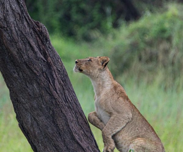 lake manyara